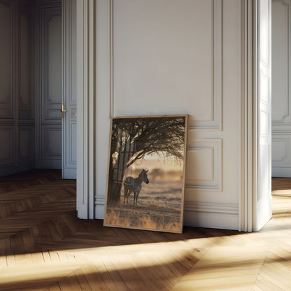 Lone Zebra Under Acacia Poster