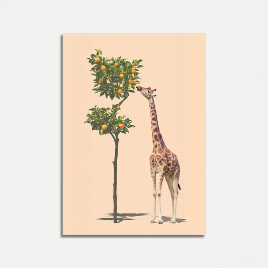 Giraffe Reaching Orange Tree Poster