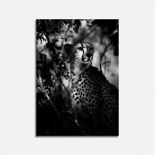 Majestic Cheetah Black and White Poster