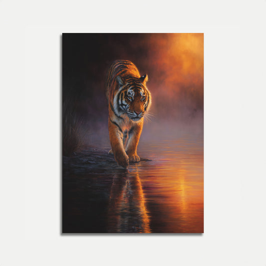 Tiger Wading at Golden Sunset Poster