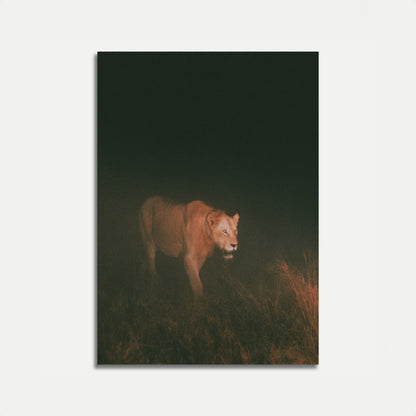 Löwin in der Dunkelheit Poster