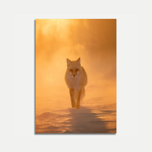 Arctic Fox i Gyllene Dimma Poster