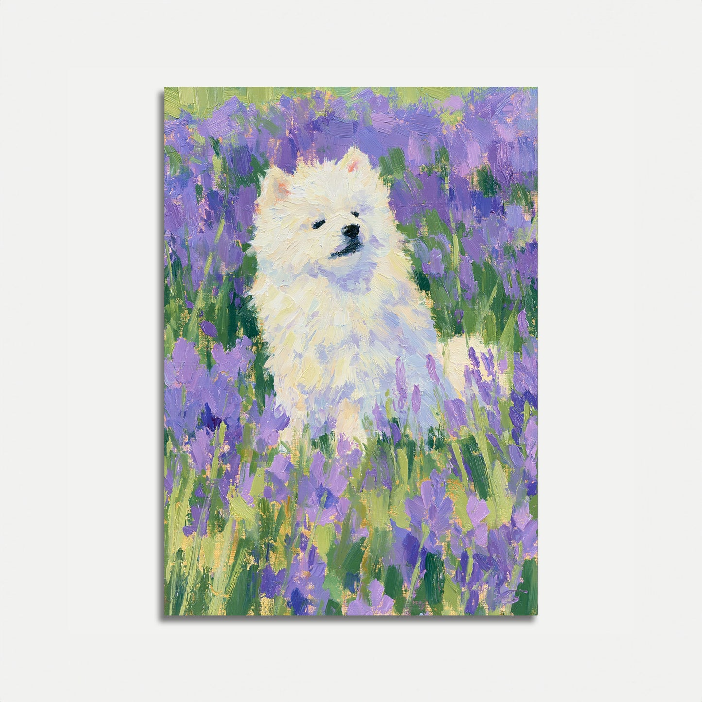 Plakat: Hvit Hund i Lavendelfelt