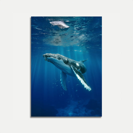 Majestic Humpback Whale Underwater Poster