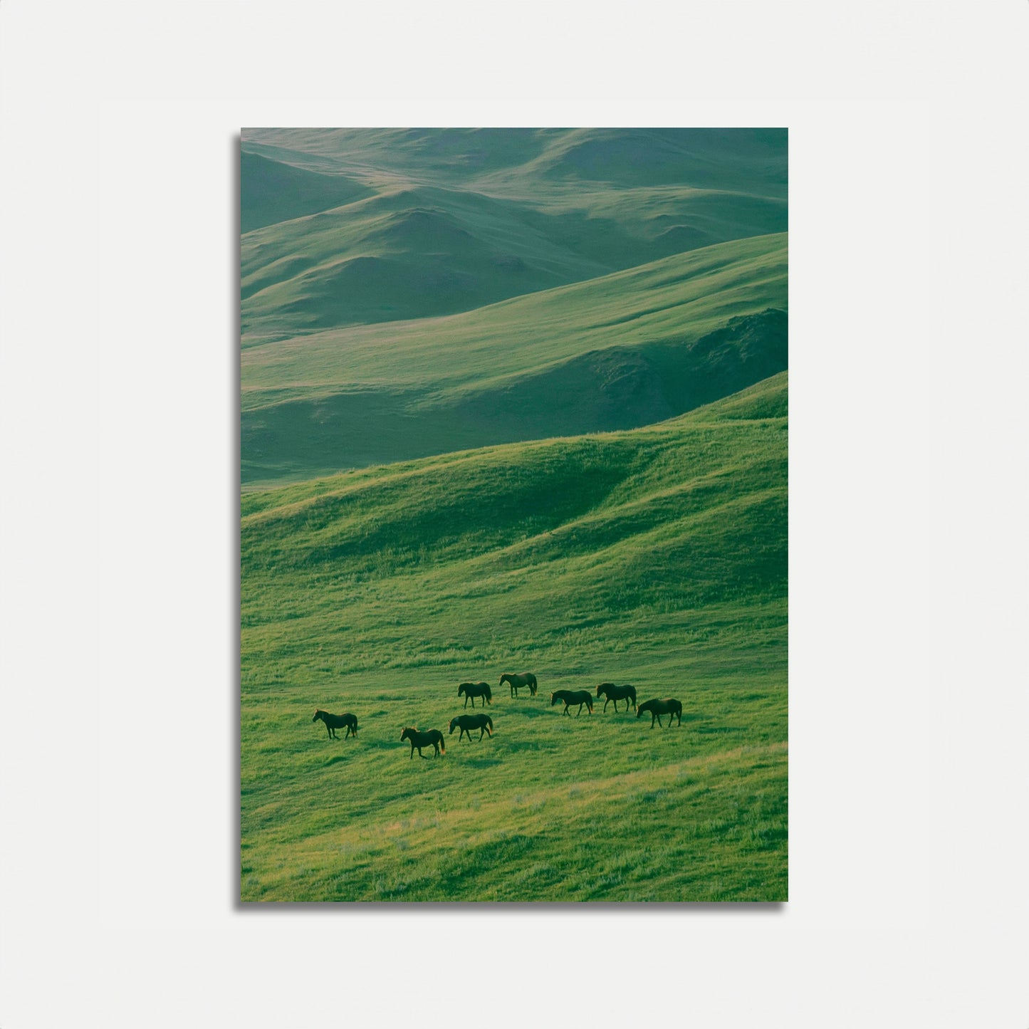 Wild Horses Grazing Valley Poster
