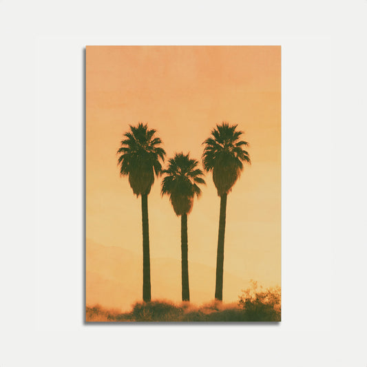 Drie Palmboom Zonsondergang Poster