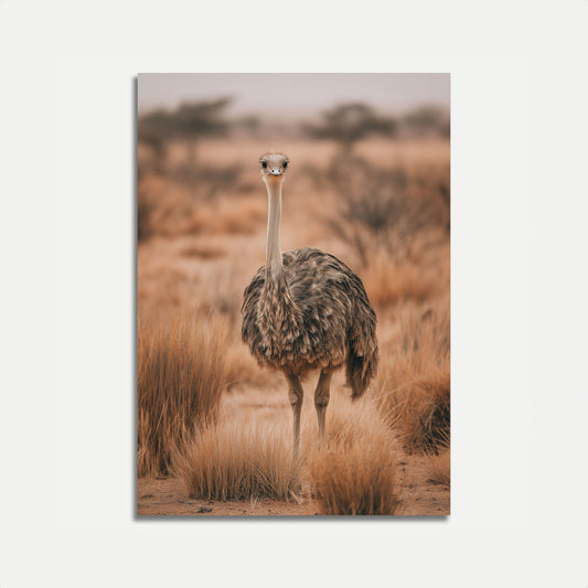 Elegant Ostrich in Grasslands Poster