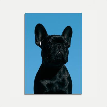 Black French Bulldog Portrait Poster