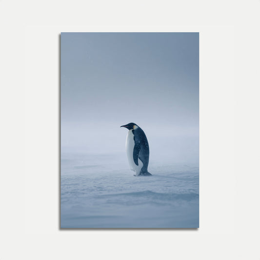 Solitary Emperor Penguin Poster
