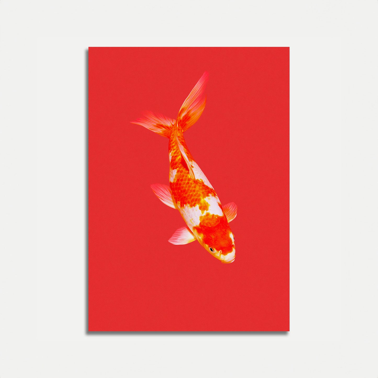 Poster Pesce Koi Rosso e Oro