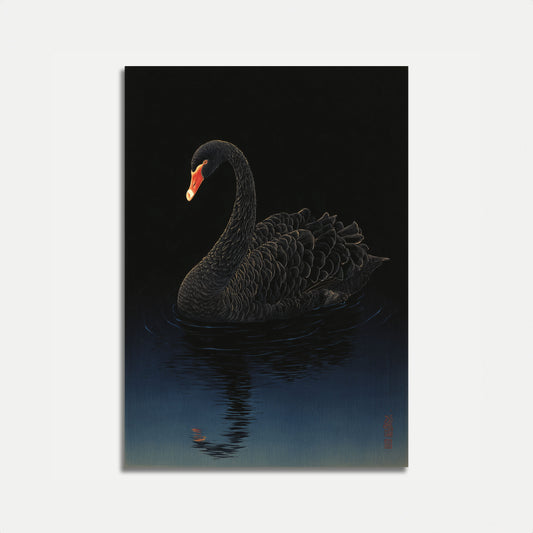 Póster del Cisne Negro en el Agua