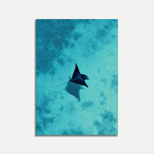 Poster Manta Ray Ocean Glide
