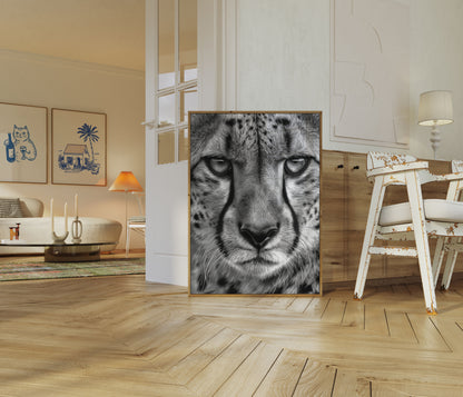 Intense Cheetah Gaze Black and White Poster