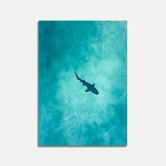 Plakát se žralokem plavajícím v oceánu