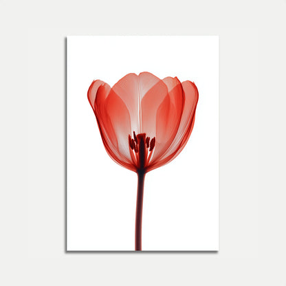 Manifesto Primo Piano Tulipano Rosso