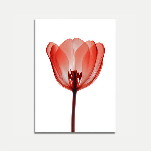 Manifesto Primo Piano Tulipano Rosso