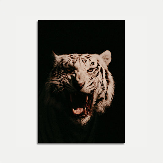 White Tiger Roaring Fiercely Poster