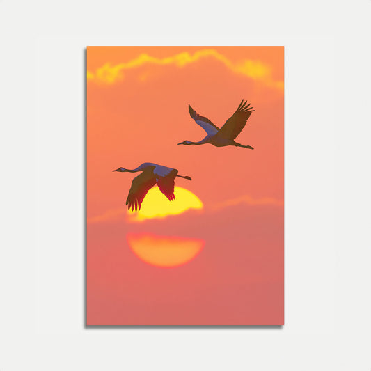 Krane im Sonnenuntergang Poster