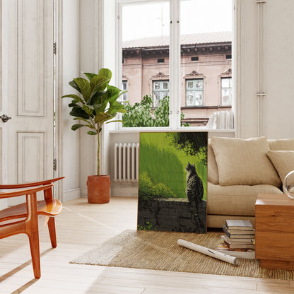 Tabby Kat i Regn Plakat