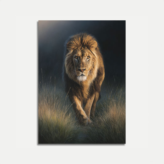 Majestic Lion in Golden Grass Poster