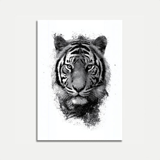 Intense Tiger Sketch Poster