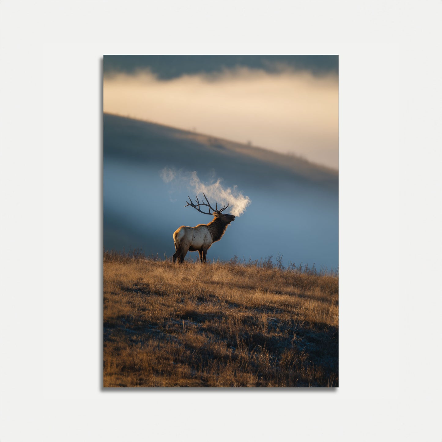 Misty Morning Elk Poster