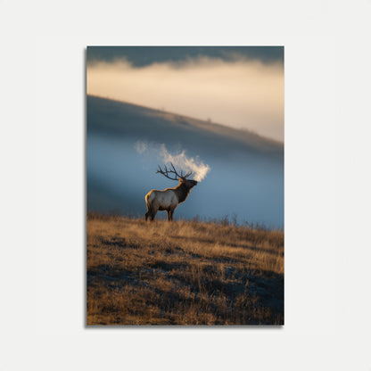 Misty Morning Elk Poster