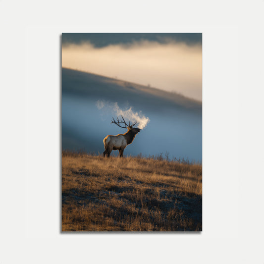 Dimmig Morgon Älg Poster