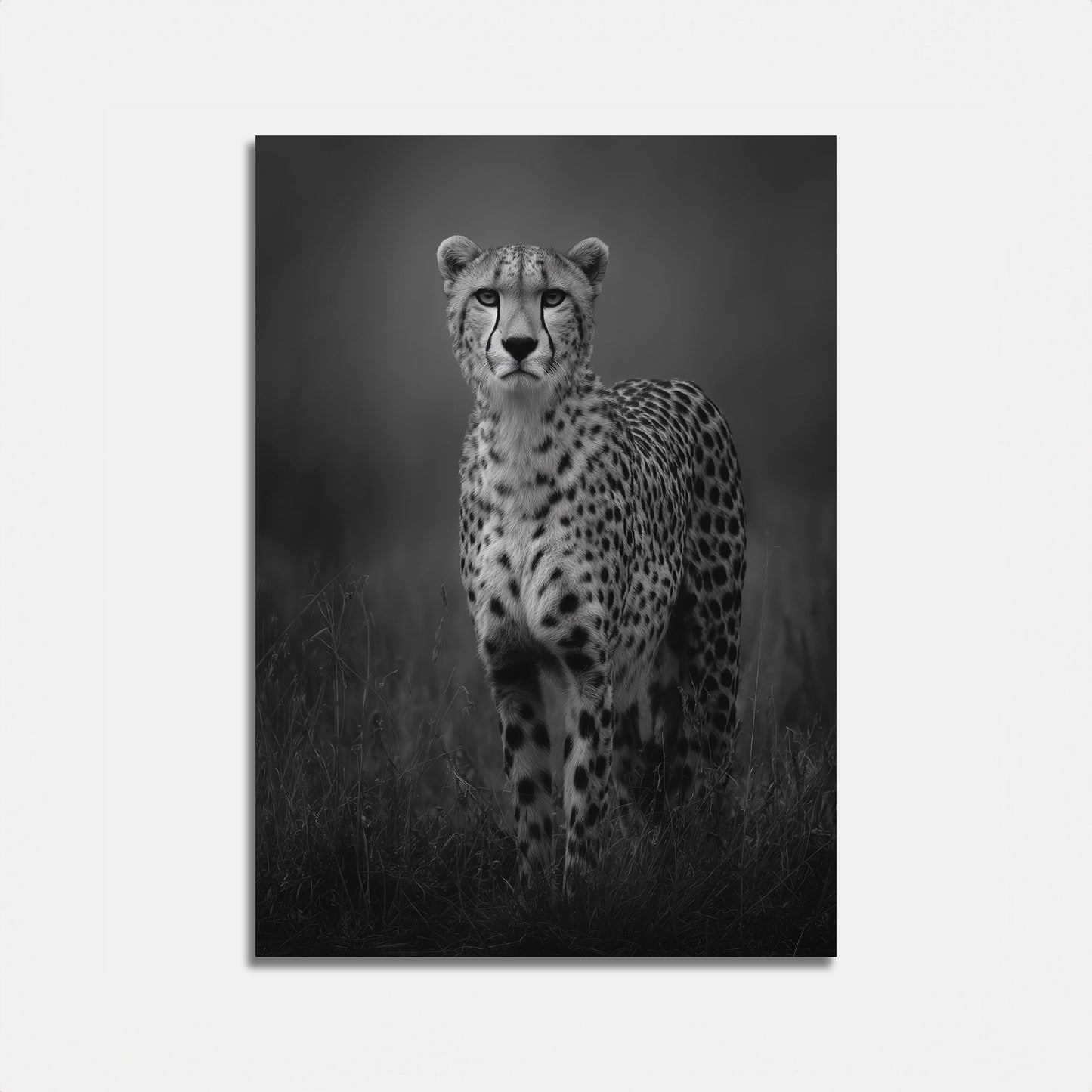 Majestic Cheetah Black and White Poster