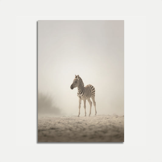 Solitary Zebra Desert Poster
