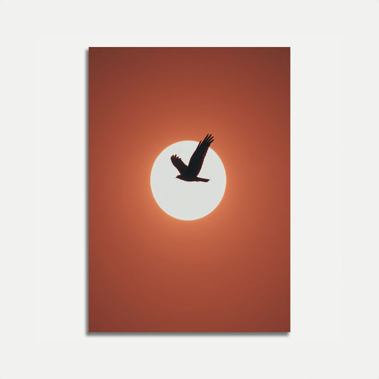 Sunset Bird Silhouette Poster