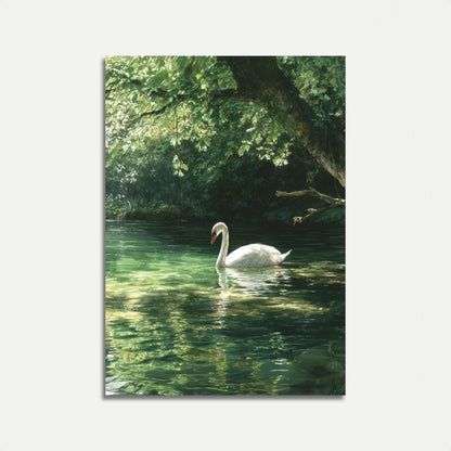 Póster del lago de los cisnes blancos serenos