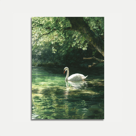 Affiche sereine du Lac des cygnes blancs