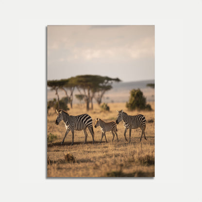African Zebra Family Wilderness Poster