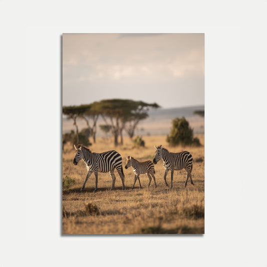 African Zebra Family Wilderness Poster