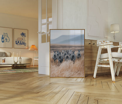 Zebra Herd Wildlife Poster