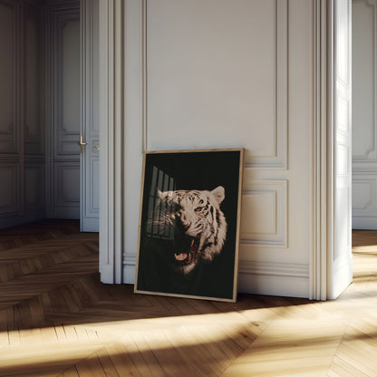 Plakat: Hvid tiger brøler vildt