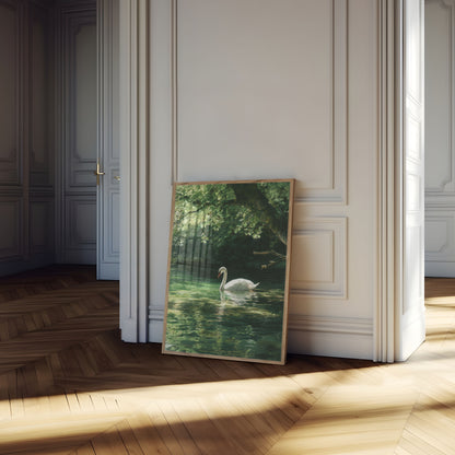 Póster del lago de los cisnes blancos serenos
