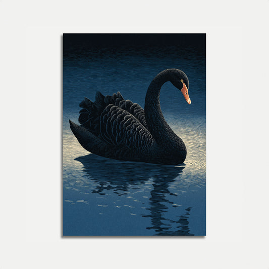 Póster Cisne Negro en el Agua