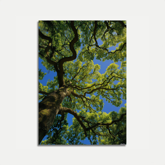 Majestic Tree Canopy Poster