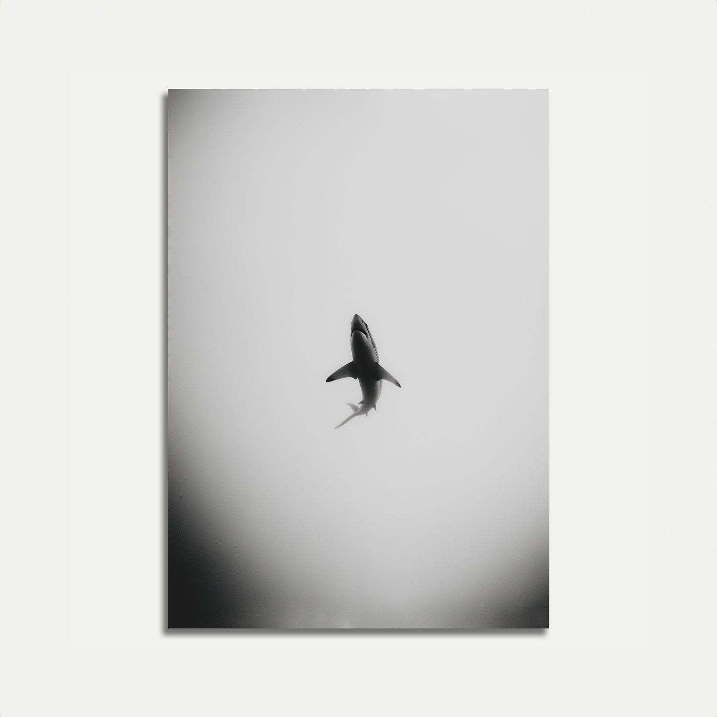 Solitary Shark Ocean Poster