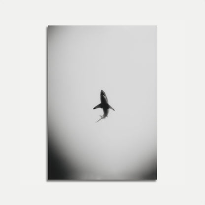 Solitary Shark Ocean Poster