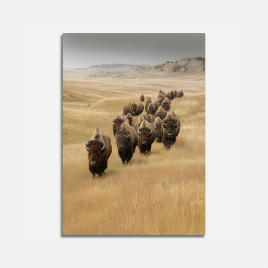 Affiche de Wilderness du Bison Américain