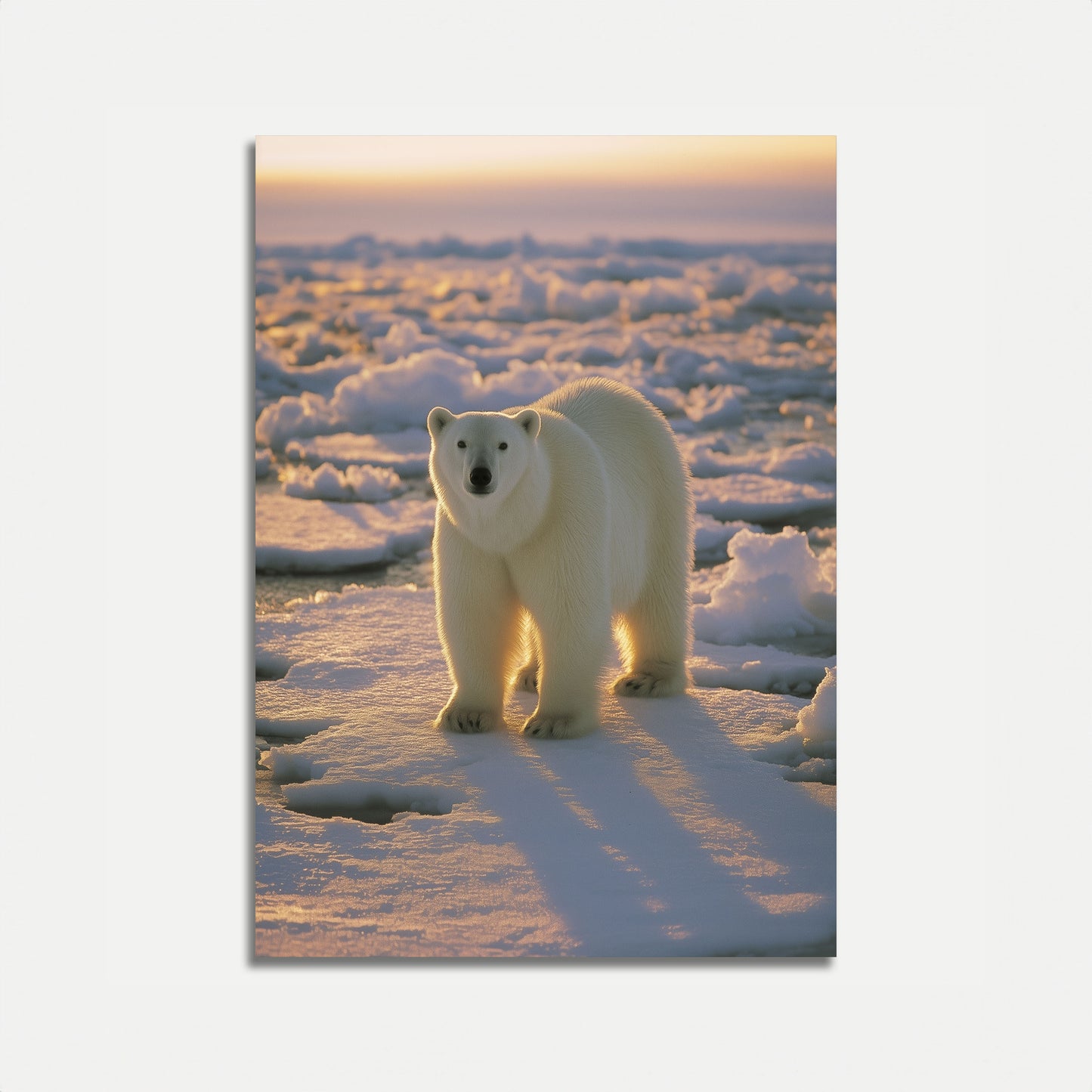 Nordlig Majestæt Isbjørn Plakat