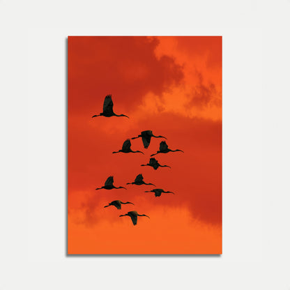 Affiche Grues Volantes Contre le Coucher de Soleil